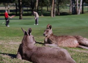 kangaroo golf