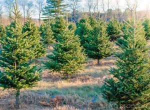Christmas-Tree-Farm_edited