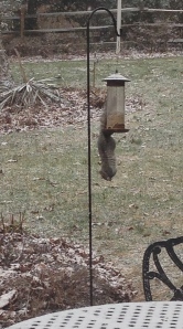 Don't try this at home - I'm a highly trained squirrel